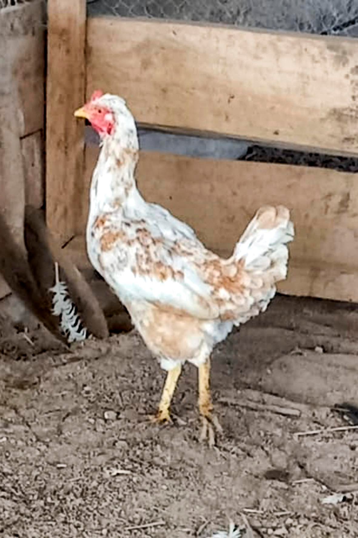 WhatsApp Image 2025-04-03 at 7.35.07 PM (3) copia.jpg